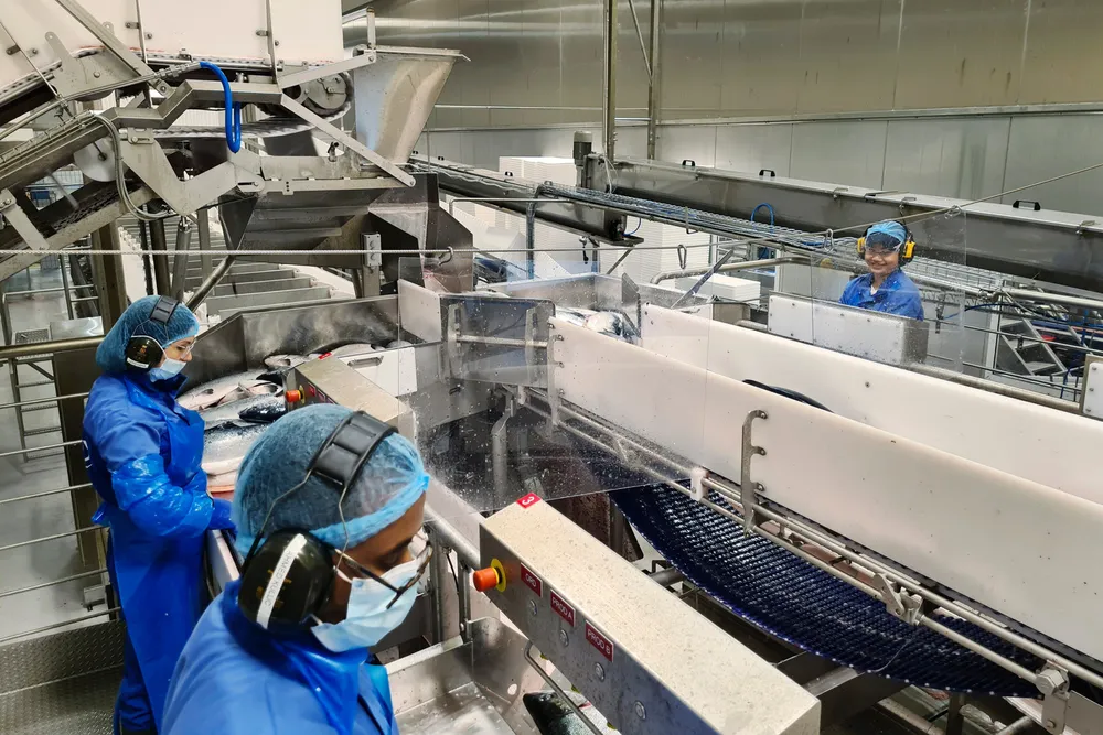 Lerøy Aurora sitt anlegg på Skjervøy i Nord-Troms slakter rundt 70.000 tonn laks per år. Dette er et av anleggene hvor ansatte nå har fått varsel om mulig permitteringer fra 1. januar.