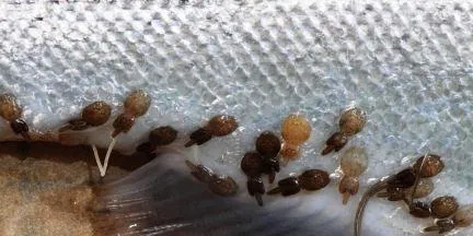 Norway lice levels increasing