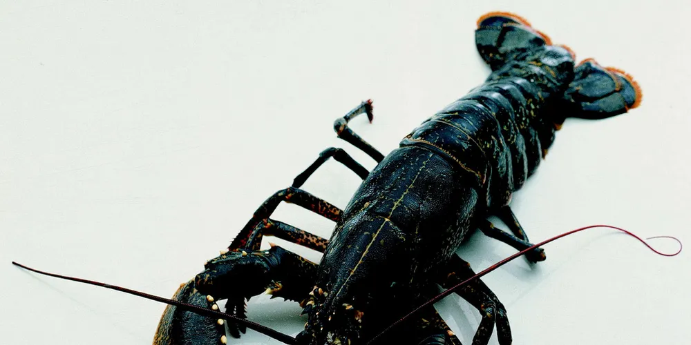 Norwegian lobster farm ‘bouncing back’