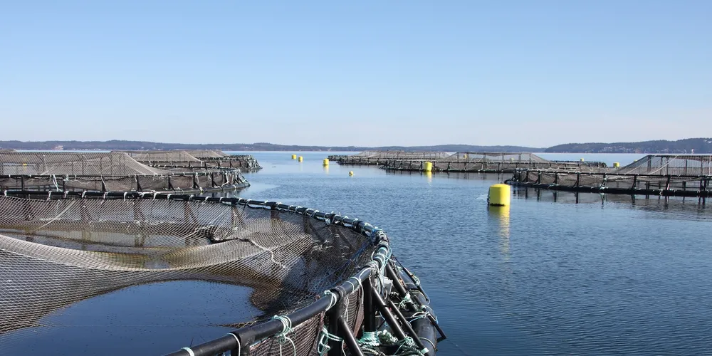 US buyers continue to increase spend on Norwegian salmon