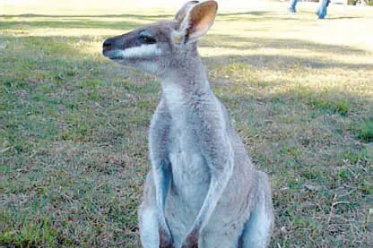 Looking for a friend: a wallaby in Australia