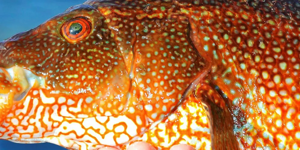 UK firm launches cleaner-fish feed range