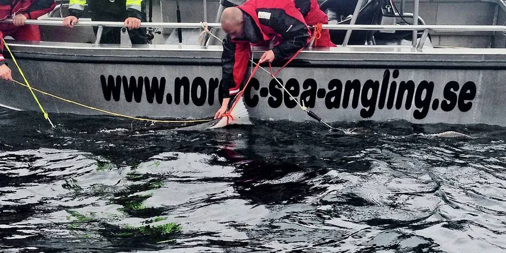 VIKTIG INNSPILL: Masterstudent Ingeborg Breistein Høydal​ mener det er på tide å innføre begrensninger i hvor mye fisk fisketuristene skal få fiske. Det er mer bærekraftig enn regler på utførsel, mener hun. Her fisker turister kveite i Nappstraumen, Lofoten.
