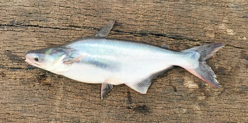 Vietnamese Pangasius
