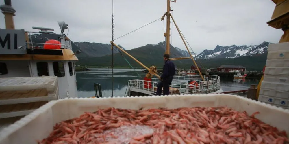 I nord har ikke rekefisket i kystflåten slått til i år. Nedgangen er på 42,5 prosent sammenlignet med samme tid i fjor. Ill.foto: Gunnar Grytås