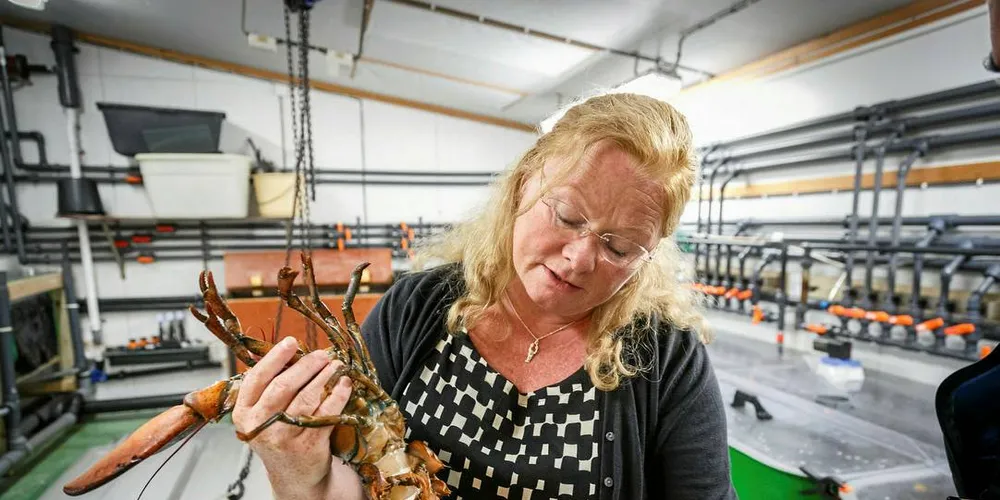 SYK: Forsker Ann-Lisbeth Agnalt ved Havforskningsinstituttet med den amerikanske hummeren de fikk inn i sommer. Siden eggene nylig er klekt, må hummeren ha blitt befrukta i fjor sommer. Foto: Erlend A. Lorentzen / Havforskningsinstituttet