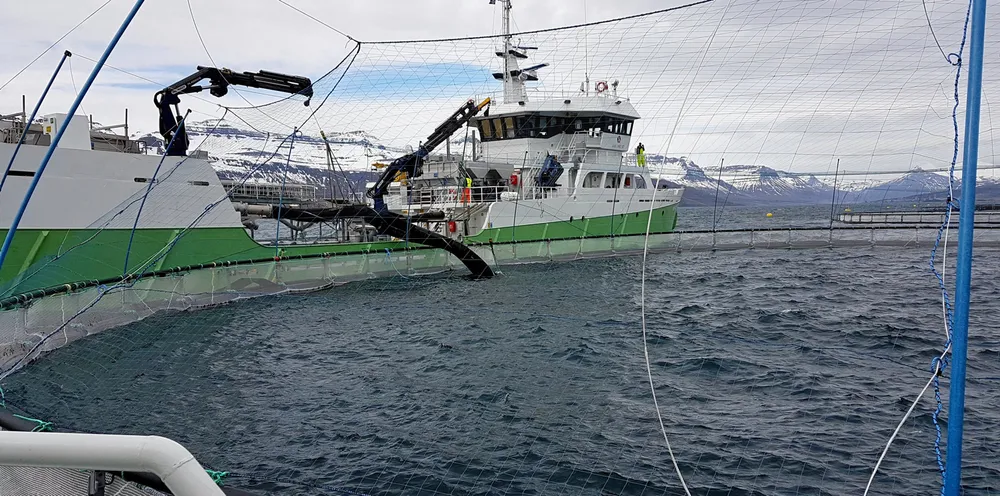 Mottak av smolt på Laxars lokalitet Sigmundurhus i Reydarfjördur, Island.