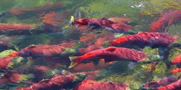 Bristol Bay sockeye run almost on target