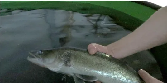 Finnish land-based fish farm enters bankruptcy