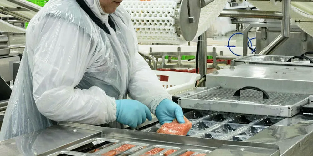 Salmon is rolling of Blumar production lines again after one day halt.