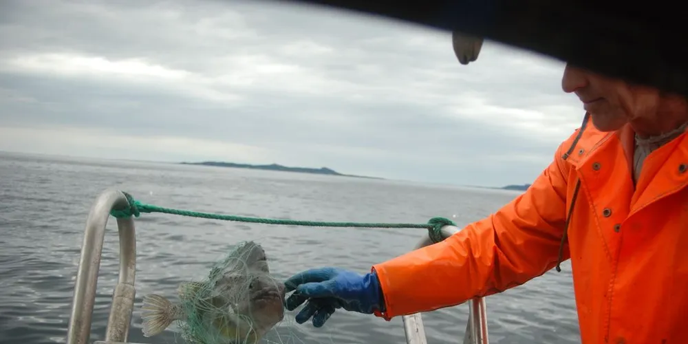 Noen få kystfiskere holder fremdeles rognkjeksfisket i gang i Norge, et fiske som i stor grad er overtatt av Island og Grønland. Illustrasjonsfoto: Einar Lindbæk