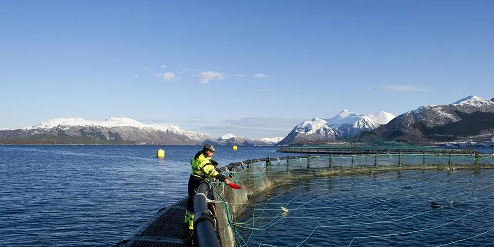 Photo: Marine Harvest