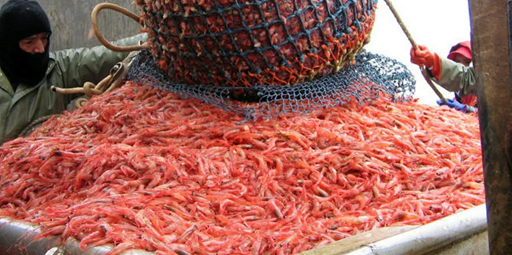 Coldwater shrimp producers see bright spot in UK market
