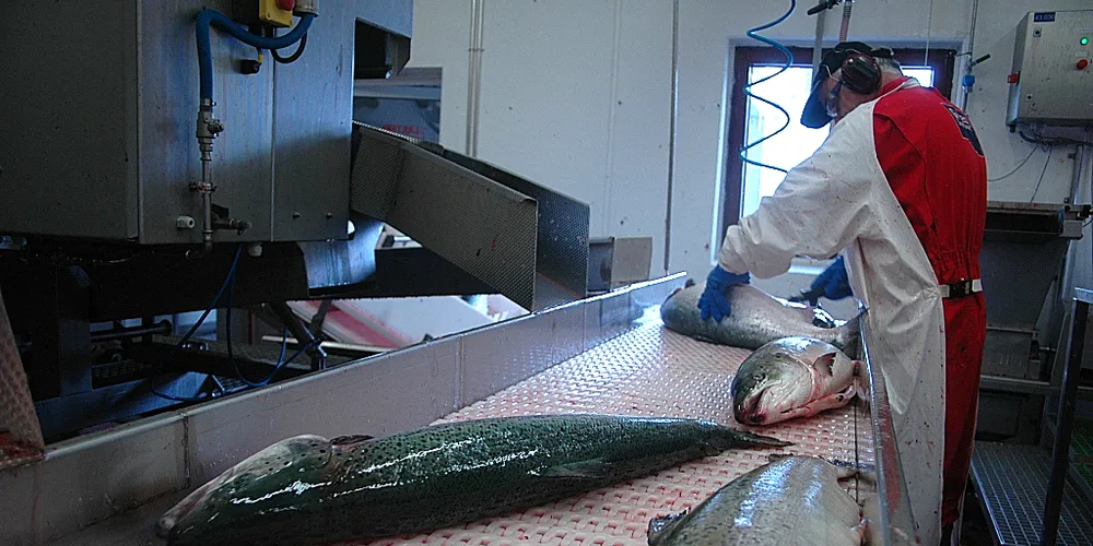 Real Salmon var storaksjonær i Grieg Seafood i vår og vinter. Foto: AGNAR BERG, FISKERIBLADETFISKAREN
