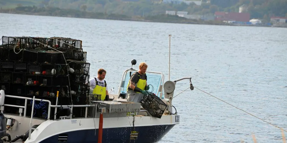 SESONG PÅ HELL: «Daenerys» fra Eidnes i Sula i leppefiskfangsting i Åsefjorden i Ålesund før pausen begynte i slutten av september. Foto: Einar Lindbæk