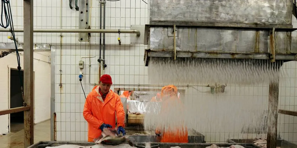 Fisk saltes hos Henry Johansen AS på Vengsøy.Foto: Jørn Mikael Hagen