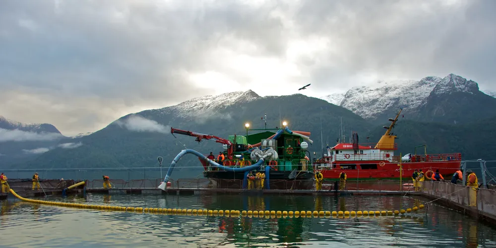 Photo: Cooke Aquaculture