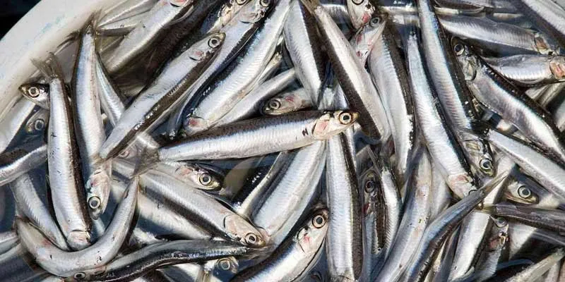 Peruvian fishmeal CEO: We can weather the storm