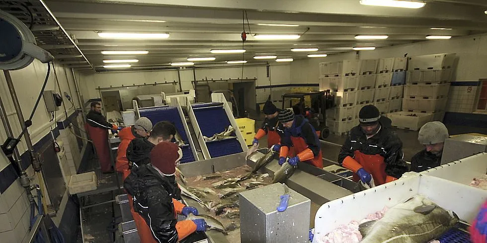 Det fiskes svært så god for yttersiden av Lofoten og nå ventes det et like godt fiske for innersiden. Foto: Willy Hauge