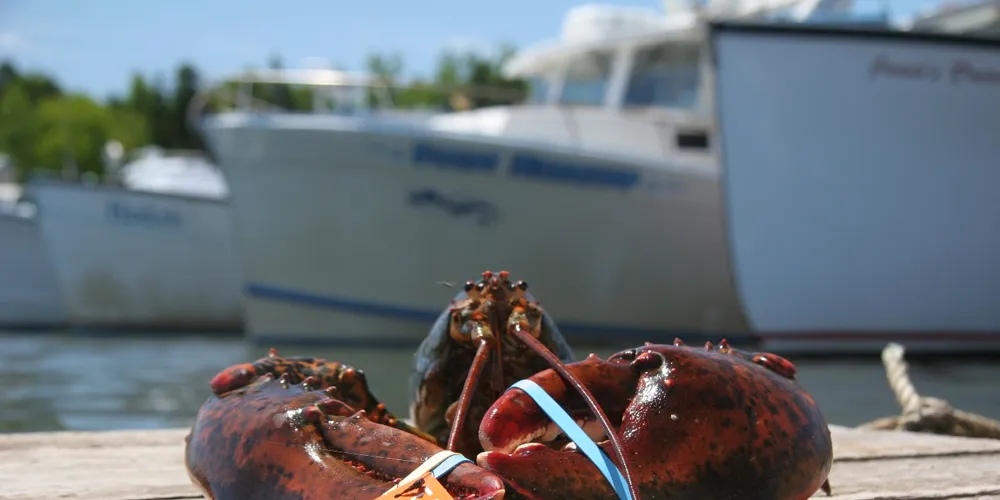 Canadian group offers traceability with a twist