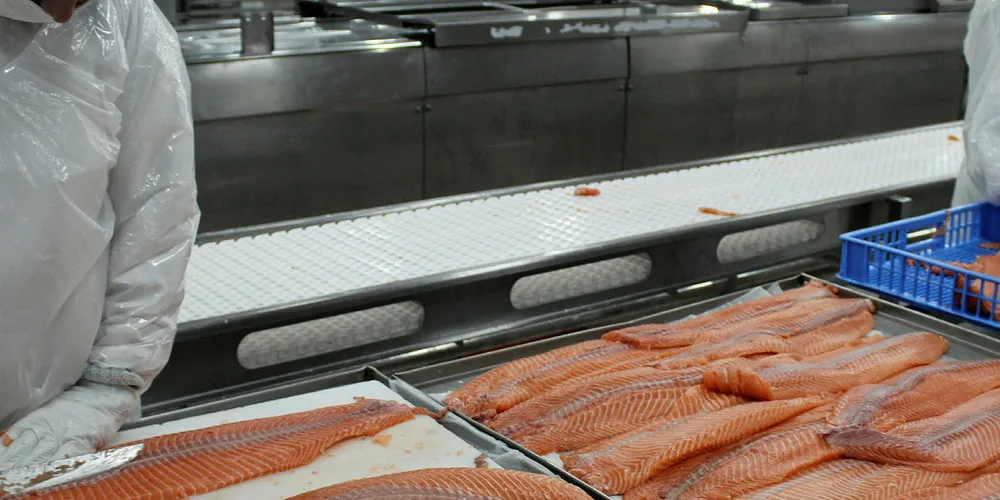 Atlantic salmon processing plant in Chile.