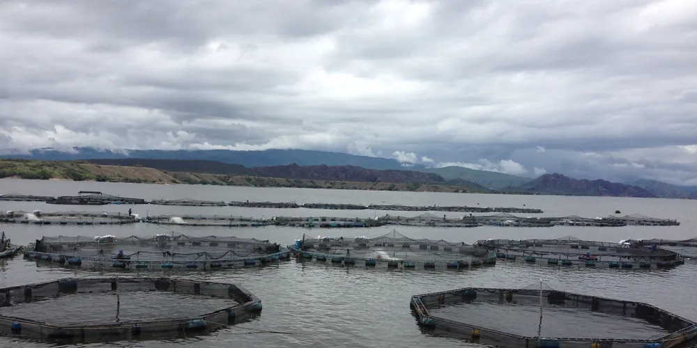 Colombia sees opportunity to seize the tilapia crown