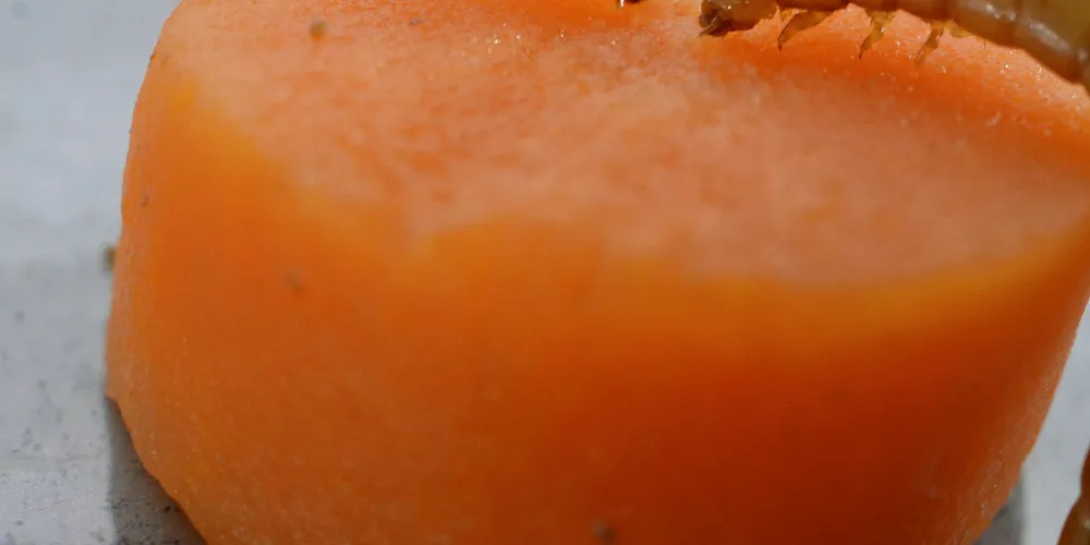 Insect protein backed by big money.