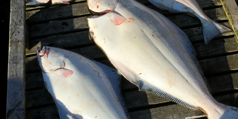 KVEITE: Kystfiskere i Vest-Finnmark er bekymret for et stort fiskepress på kveita.