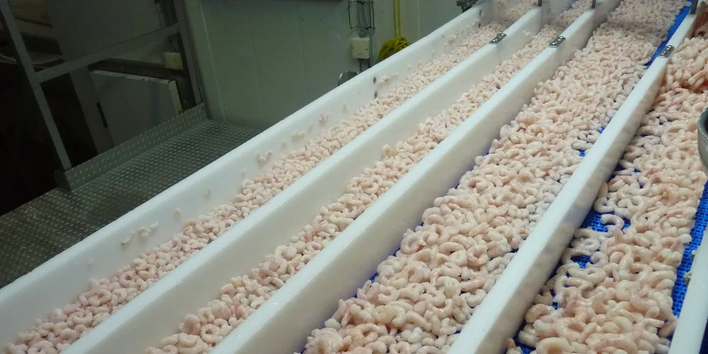 Coldwater shrimp market in downward spiral?