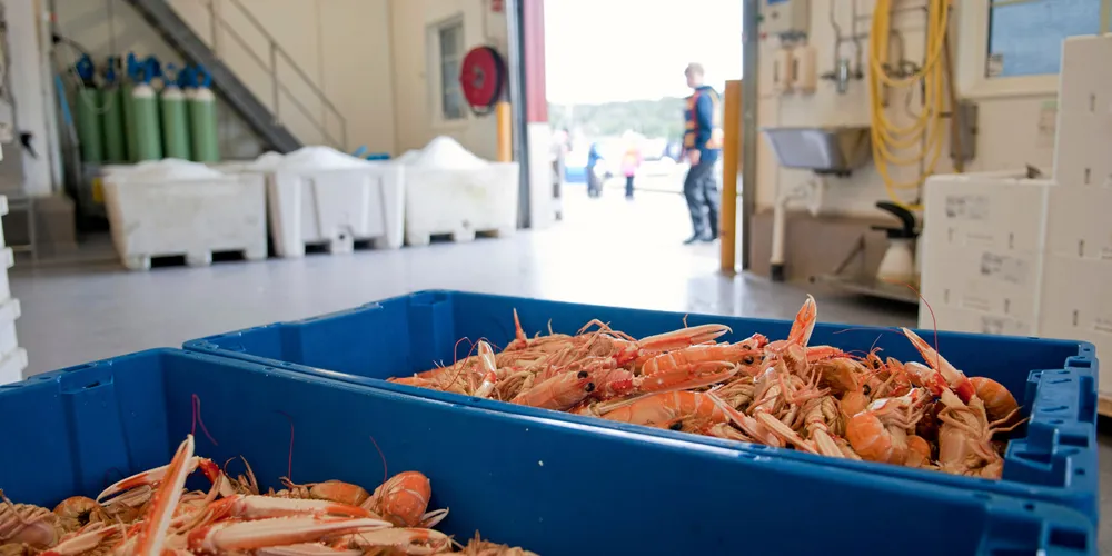 Havsrå solgte fersk fisk, skalldyr og annen sjømat til restauranter og storkjøkken.