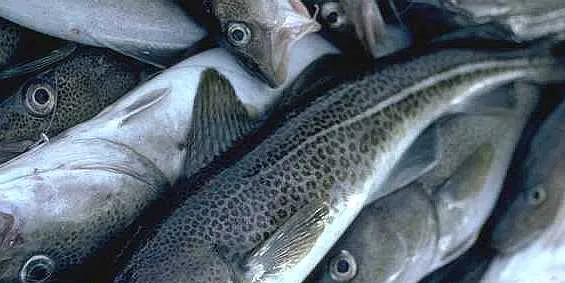 SalMar looks to acquire Codfarmers assets