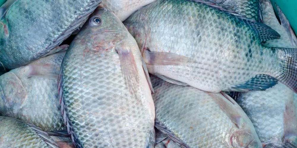 Want fresh tilapia? Watch out for Mexico