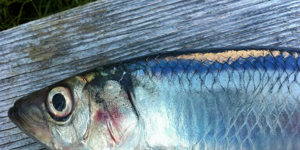 Matjessild. Sild. Nordsjøsild.Foto: Torhild Måkestad Martinussen