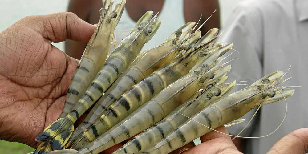 Farmed black tiger shrimp in India.