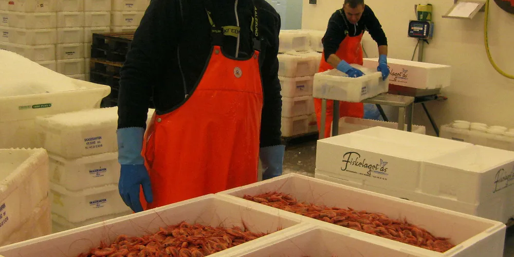 GOD ØKNING: Ved utgang av januar var det landet 639 tonn reker til mottaksanleggene i distriktet til Fiskehav, og det er en økning på over 180 tonn i forhold til samme tid i fjor. Fiskelaget i Mandal, her representert med Tor Gustav Ubostad, får gode rekefangster fra båter i Søgne og Mandal.