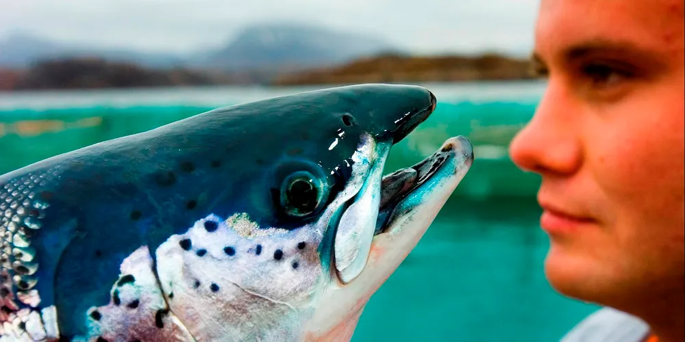 Scottish Salmon Company kutter jobber