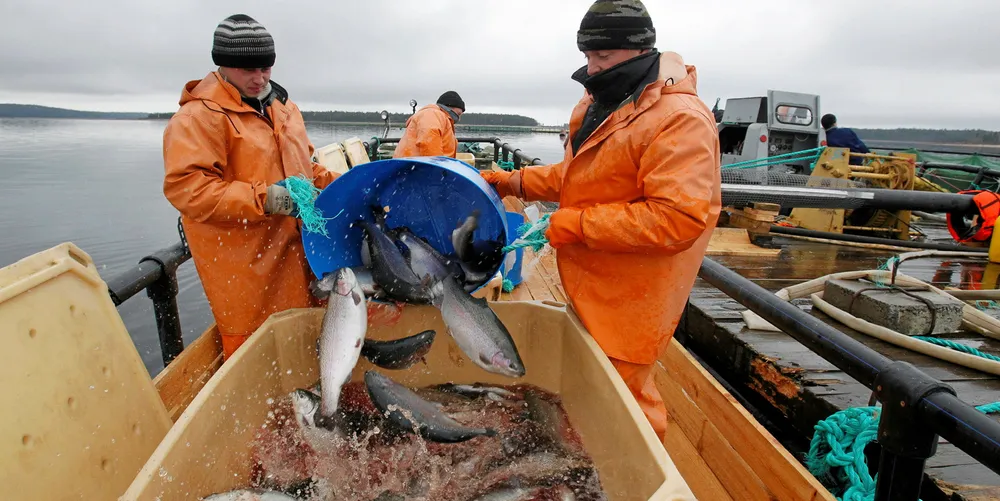 Currently, Russia’s farmed salmon sector has to import 90 percent of its broodstock and 85 percent of its feed, mainly from Norway and Denmark.