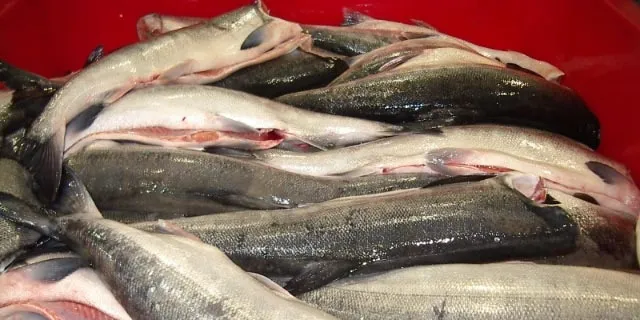 Lack of wild salmon supply keeps pushing prices up