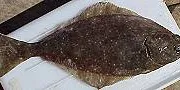 Whole Foods is first to offer 'sustainable' halibut