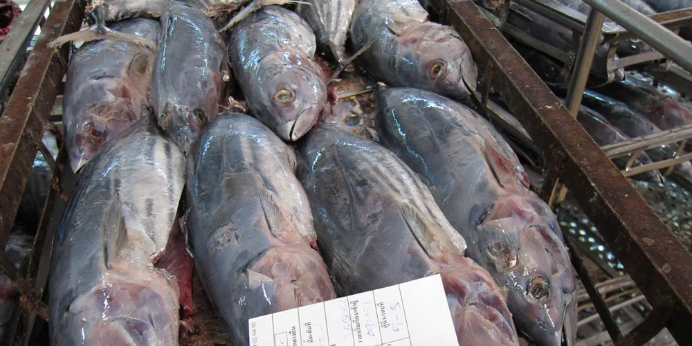 Tuna prices sustainable at $1,500/ton