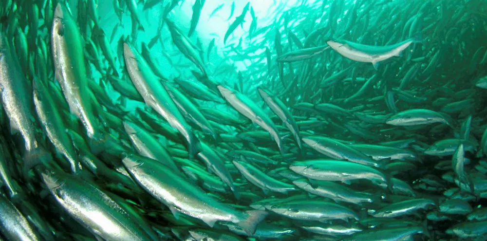 Salmon swims in a Norwegian salmon farm.