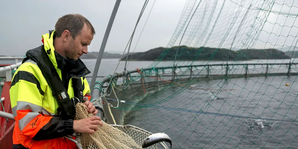 Checking fish at Norway Royal Salmon.