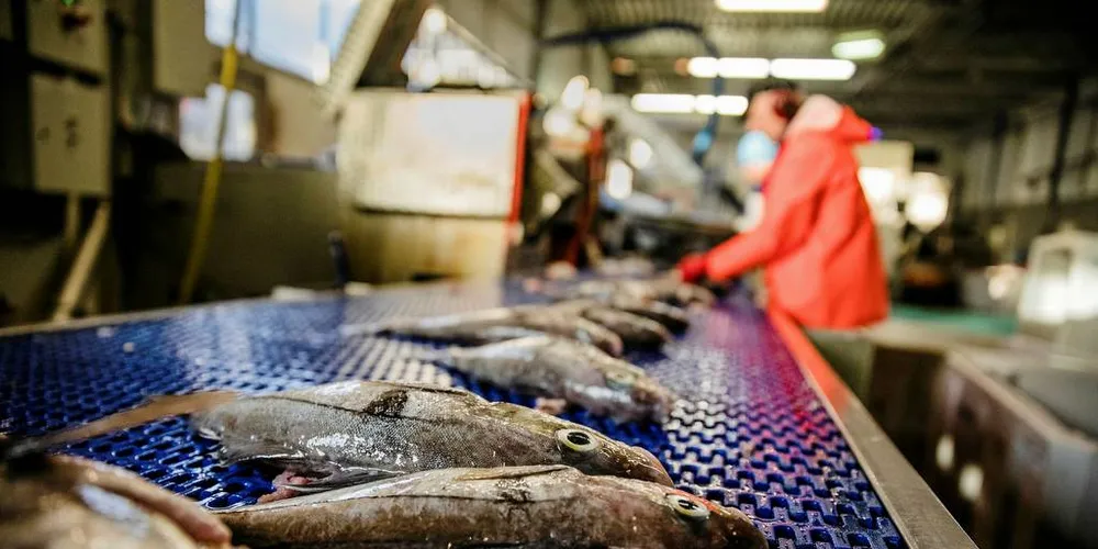 Hysefangst: Hovedmarkedene for hysa er i Frankrike og England. I England brukes den i fish and chips-industrien.Ill.foto: Per Thrana