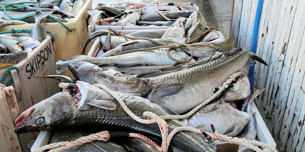 TORSK: Etterspørselen etter torsk i markedet er svært godt drevet av markeds- og produktutvikling, samt mer effektive produsenter.Arkivfoto: Jon Eirik Olsen