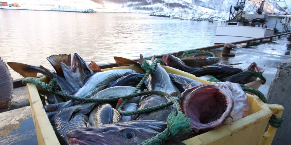 Så mye som 20 prosent av fisken som landes er av elendig kvalitet. Gi faen-holdningen, beskrevet på Torskefiskkonferansen, hadde fortjent å komme for maktens ører. Illustrasjonsfoto: Gunnar Sætra.