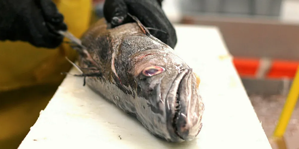 MyFish Company has seen rapid expansion in its young life.