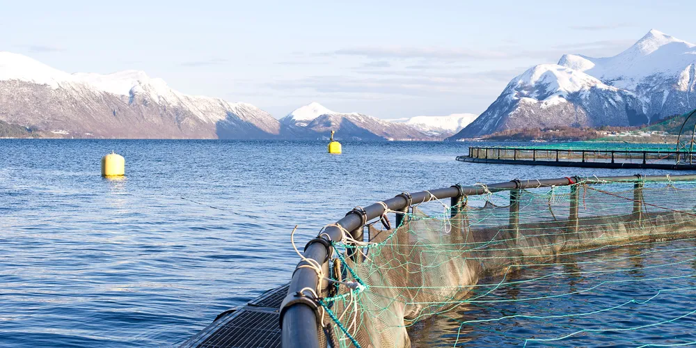 Photo: Marine Harvest