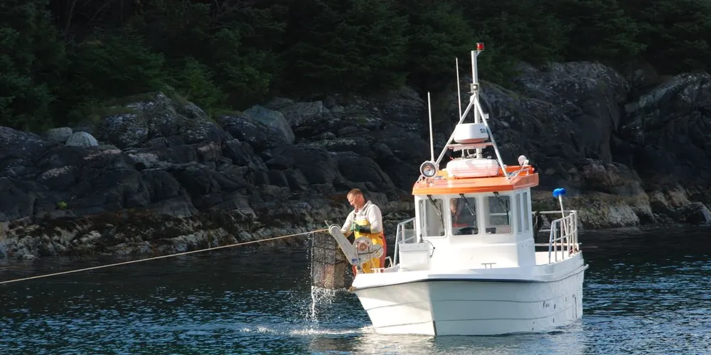 Skogsvåg-båten «Teinefisk» på leppefiskfisket i fjor sommer ved Lynghomen sør for Bergen. Illustrasjonsfoto: Ole Erik Klokeide