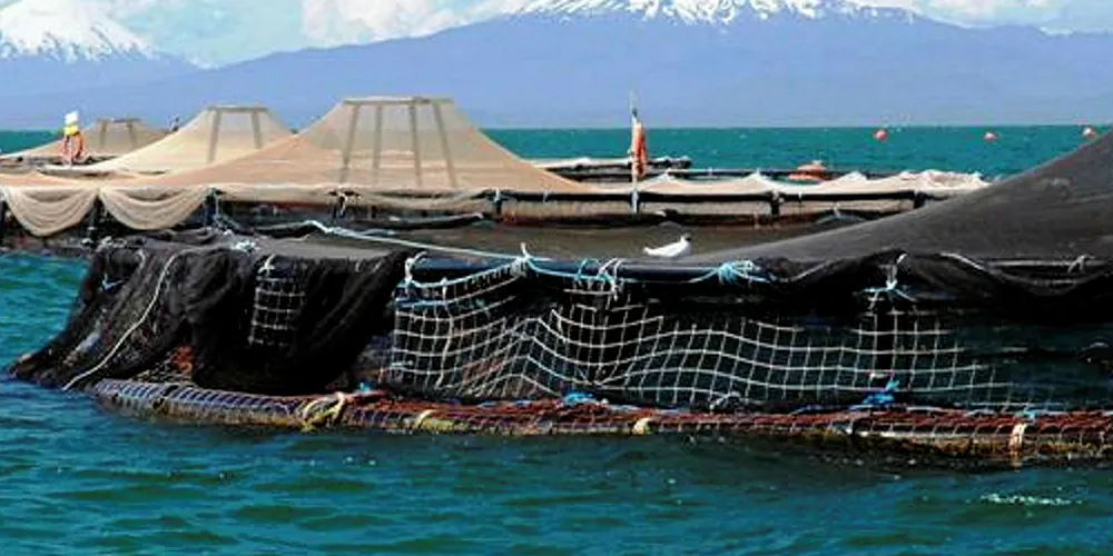 Around 690,000 fish escaped from a Mowi's salmon farm in Chile.