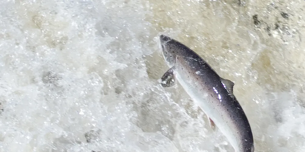 Photo: Atlantic Salmon Federation